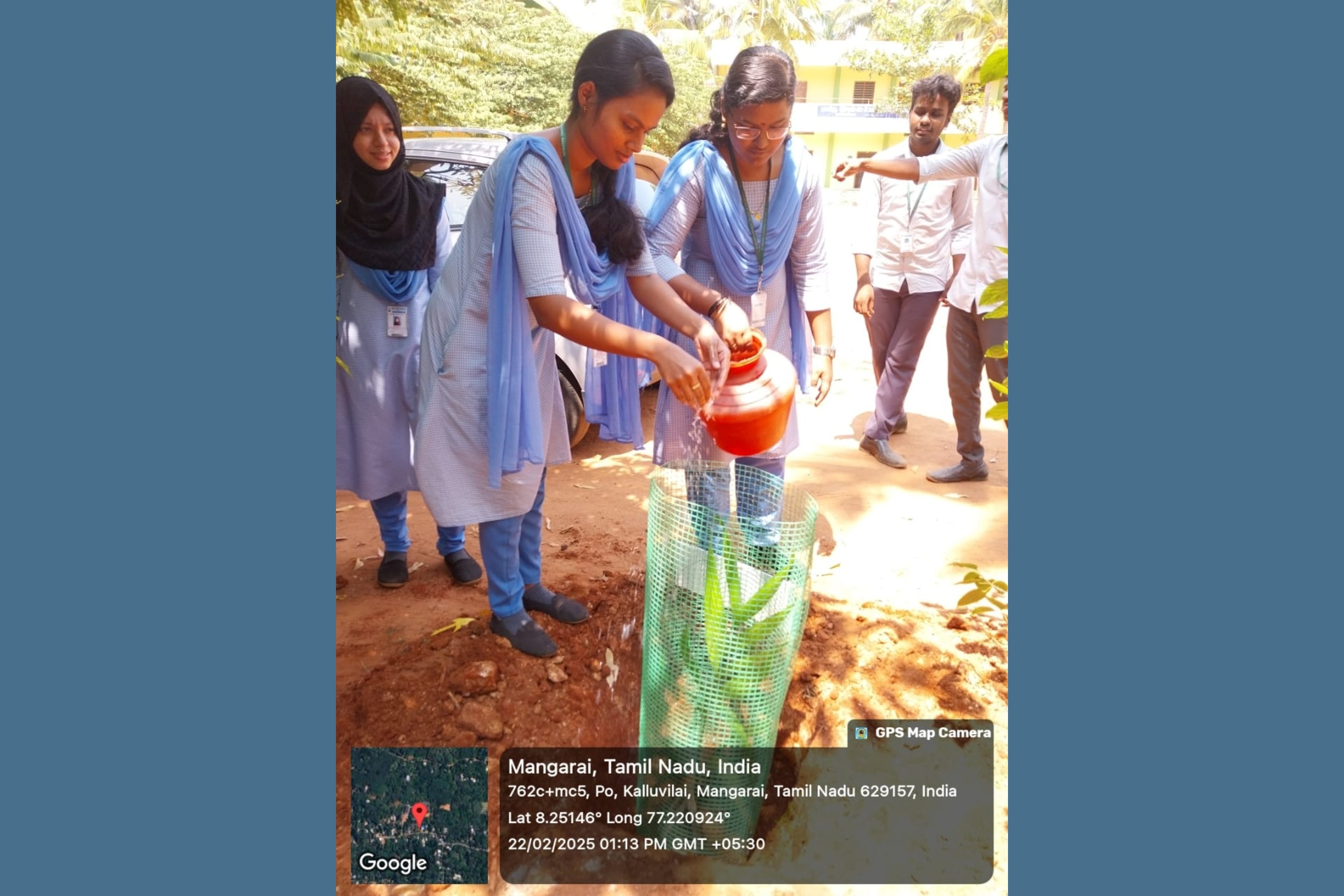 Tree Plantation